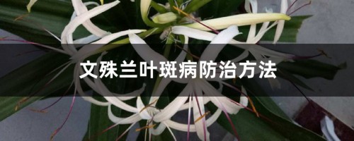 文殊兰叶斑病防治方法