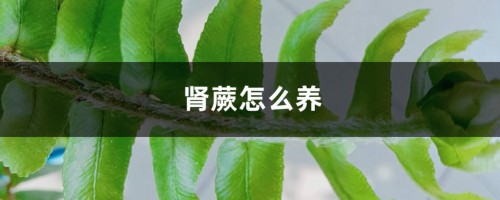 肾蕨怎么养