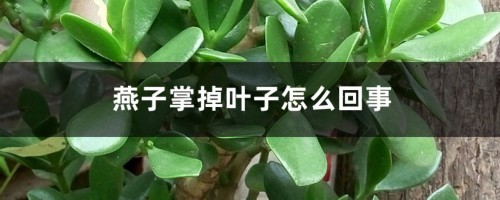 燕子掌掉叶子怎么回事，怎么办