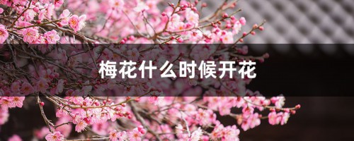 梅花什么时候开花，梅花在什么季节开放