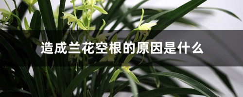 造成兰花空根的原因是什么，如何挽救空根兰花