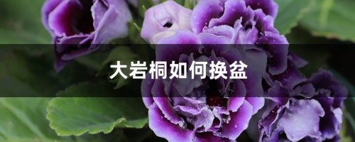 大岩桐如何换盆