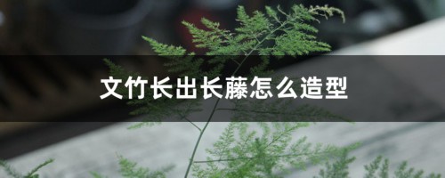 文竹长出长藤怎么造型