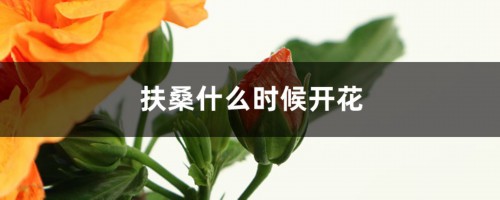 扶桑什么时候开花