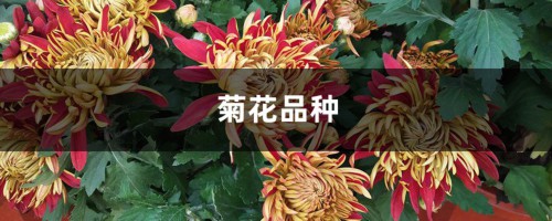 菊花品种，菊花的种类