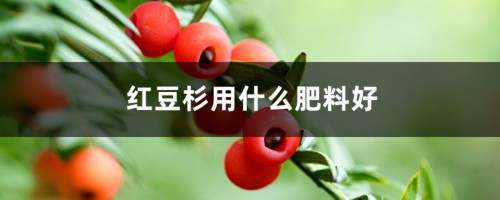 红豆杉用什么肥料好