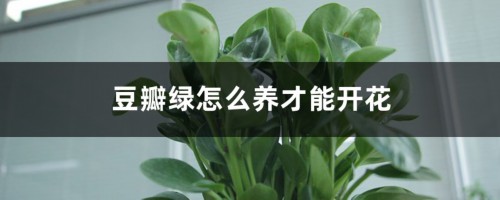 豆瓣绿怎么养才能开花