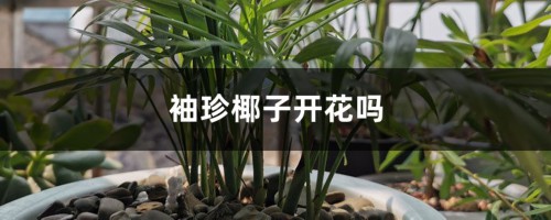 袖珍椰子开花吗