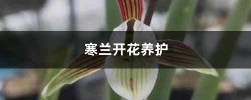 寒兰开花养护