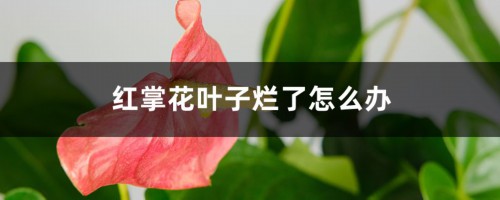 红掌花叶子烂了怎么办