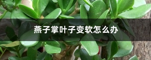 燕子掌叶子变软怎么办