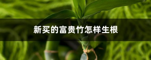 新买的富贵竹怎样生根