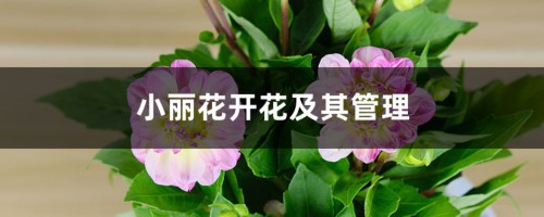 小丽花开花及其管理