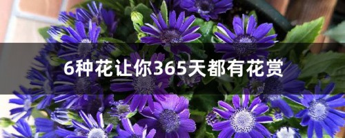 6种花让你365天都有花赏