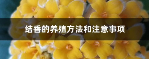 结香的养殖方法和注意事项