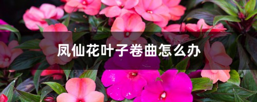 凤仙花叶子卷曲怎么办