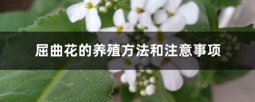 屈曲花的养殖方法和注意事项