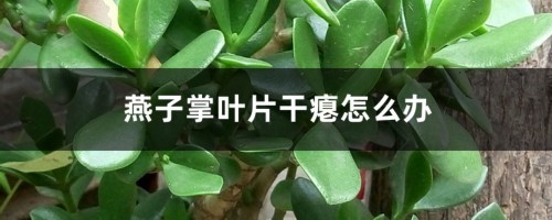 燕子掌叶片干瘪怎么办