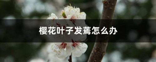 樱花叶子发蔫怎么办