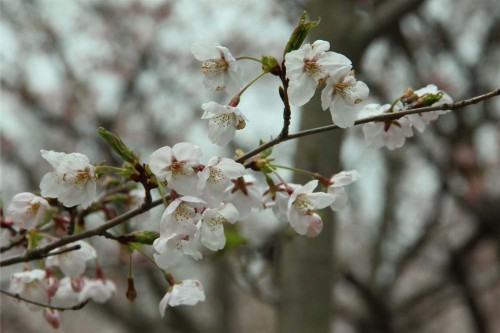 樱花