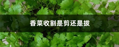 香菜收割是剪还是拔，香菜盆栽方法