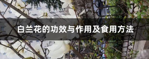 白兰花的功效与作用及食用方法