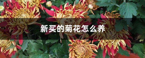 新买的菊花怎么养