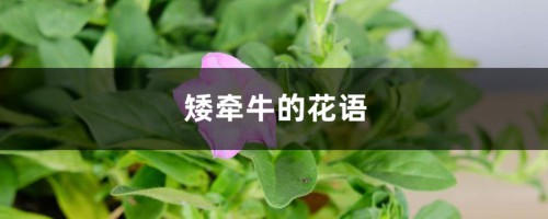 矮牵牛的花语