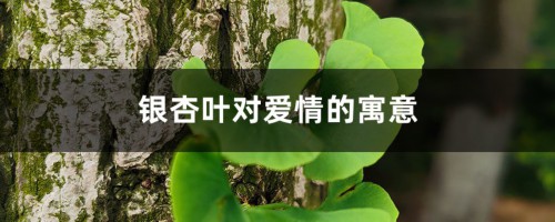 银杏叶对爱情的寓意