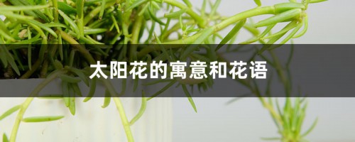 太阳花的寓意和花语