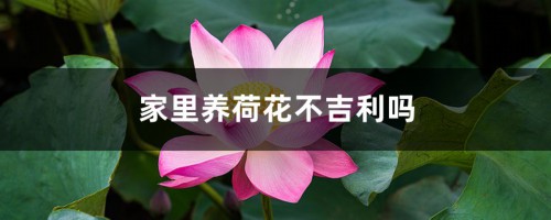 家里养荷花不吉利吗