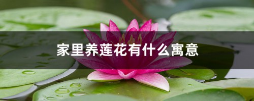 家里养莲花有什么寓意