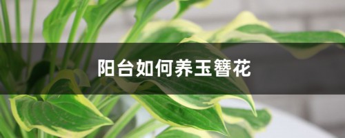 阳台如何养玉簪花，需要注意什么