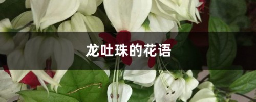 龙吐珠的花语和寓意，送人有什么禁忌