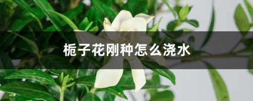 栀子花刚种怎么浇水，怎么养护