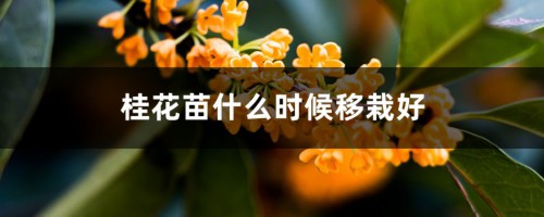 桂花苗什么时候移栽好，新移栽桂花苗怎么浇水