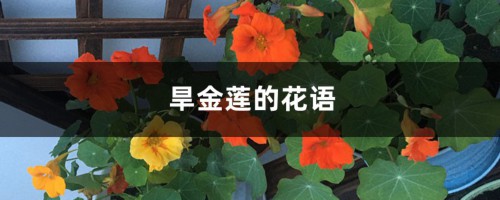 旱金莲的花语和寓意，送人有什么禁忌