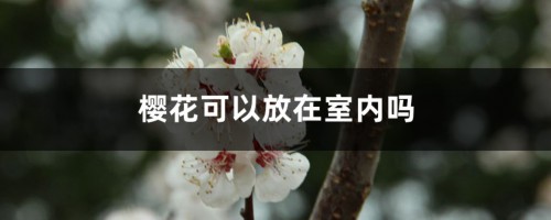 樱花可以放在室内吗