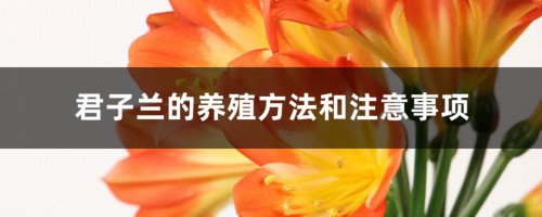 君子兰的养殖方法和注意事项，君子兰怎么养