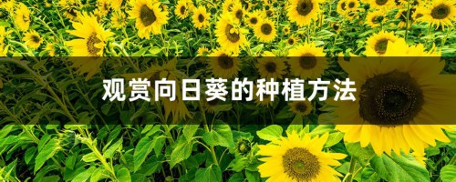 向日葵种植时间和方法（观赏向日葵）