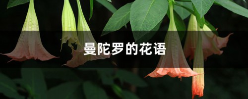 曼陀罗的花语和寓意，有什么传说故事