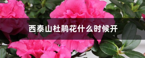 西泰山杜鹃花什么时候开