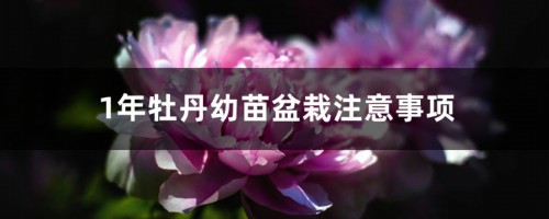 1年牡丹幼苗盆栽注意事项，幼苗几年开花