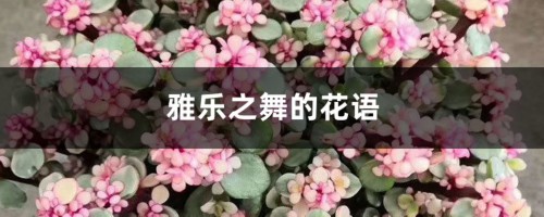 雅乐之舞的花语