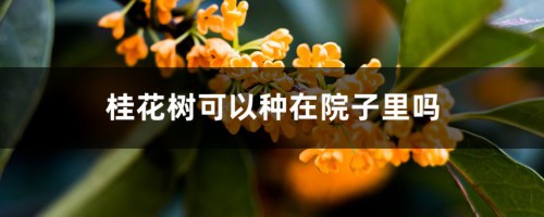 桂花树可以种在院子里吗