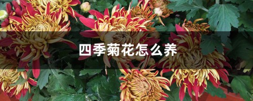 四季菊花怎么养