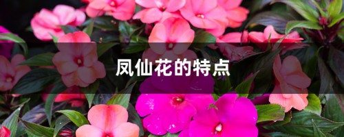 凤仙花的特点