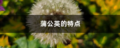 蒲公英的特点