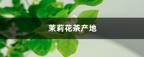 茉莉花茶产地