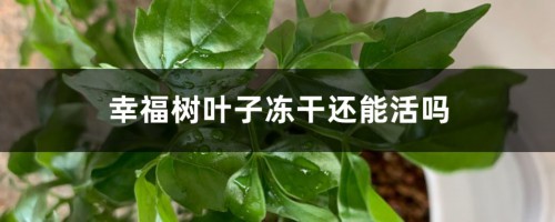 幸福树叶子冻干还能活吗